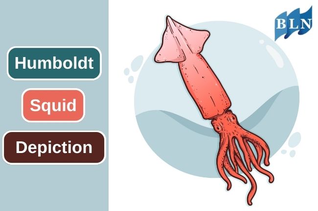 Exploring the Unique Traits of the Humboldt Squid